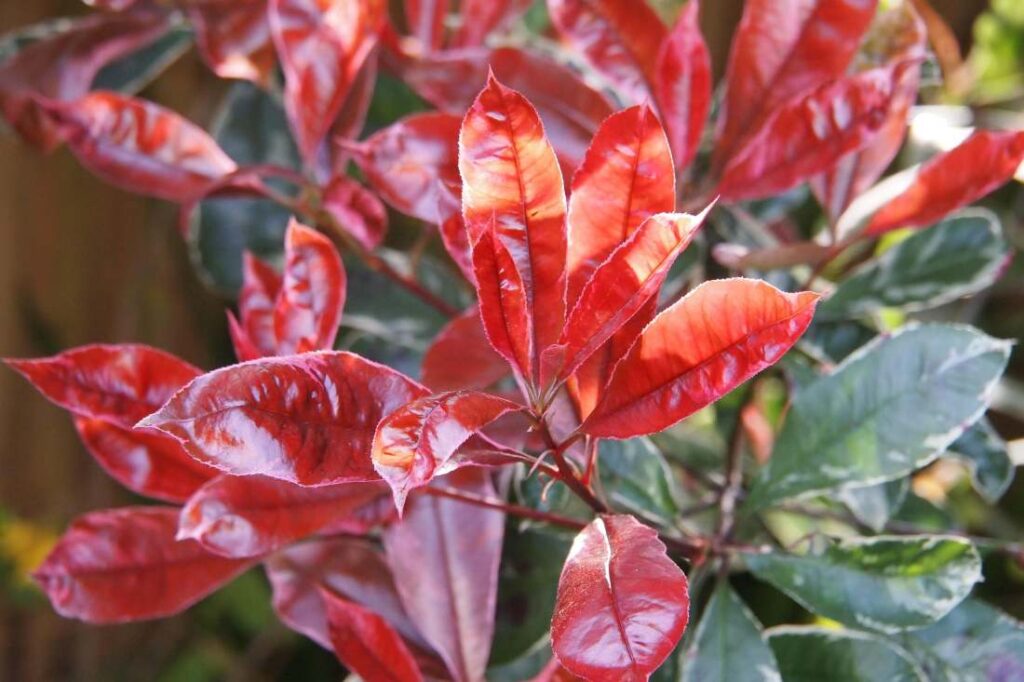 photinia red robin 1