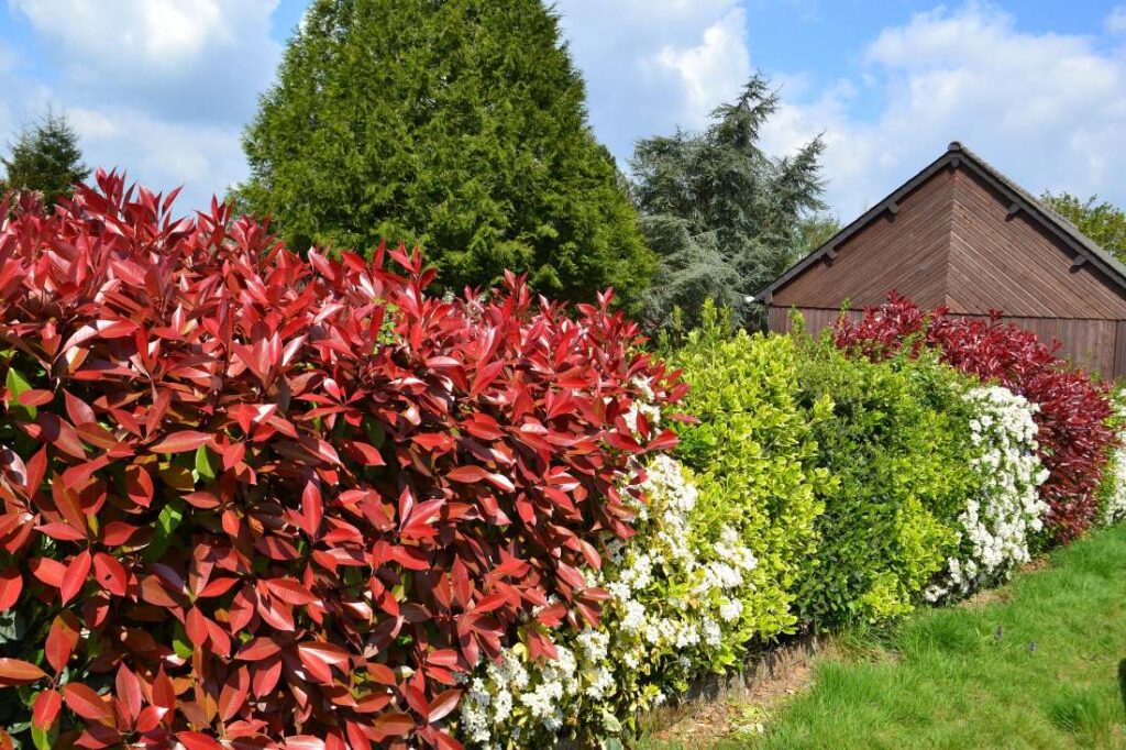 Comment bouturer un photinia Red Robin ?