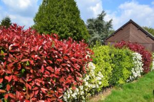 photinia red robin 2