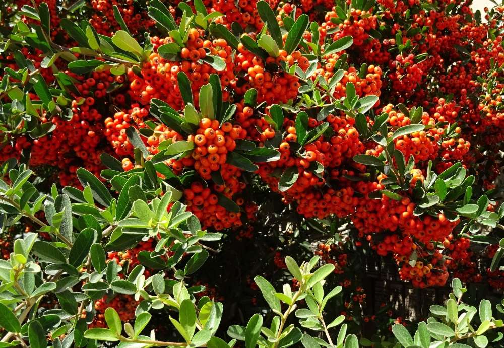Comment bouturer un pyracantha? Méthode, période et conseils