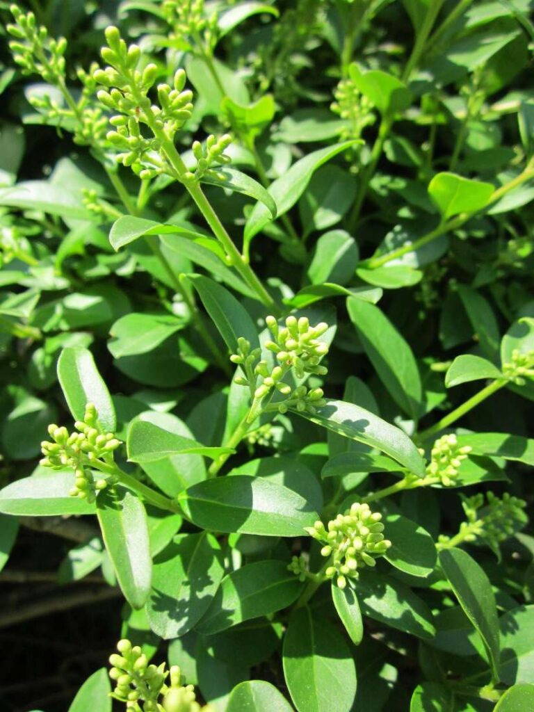 troene vert 1