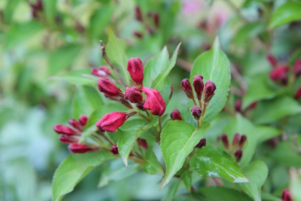 weigelia fleur 1