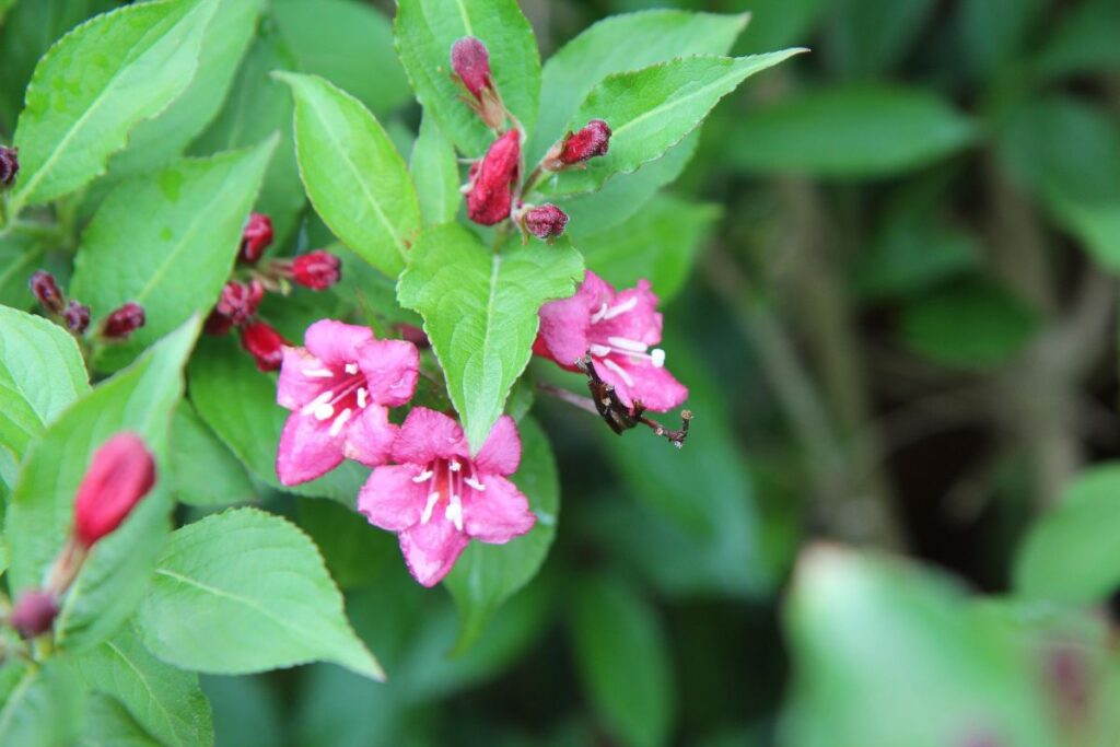 weigelia fleur 2