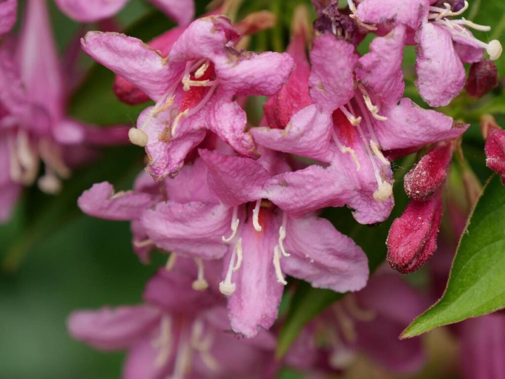 weigelia fleur 4
