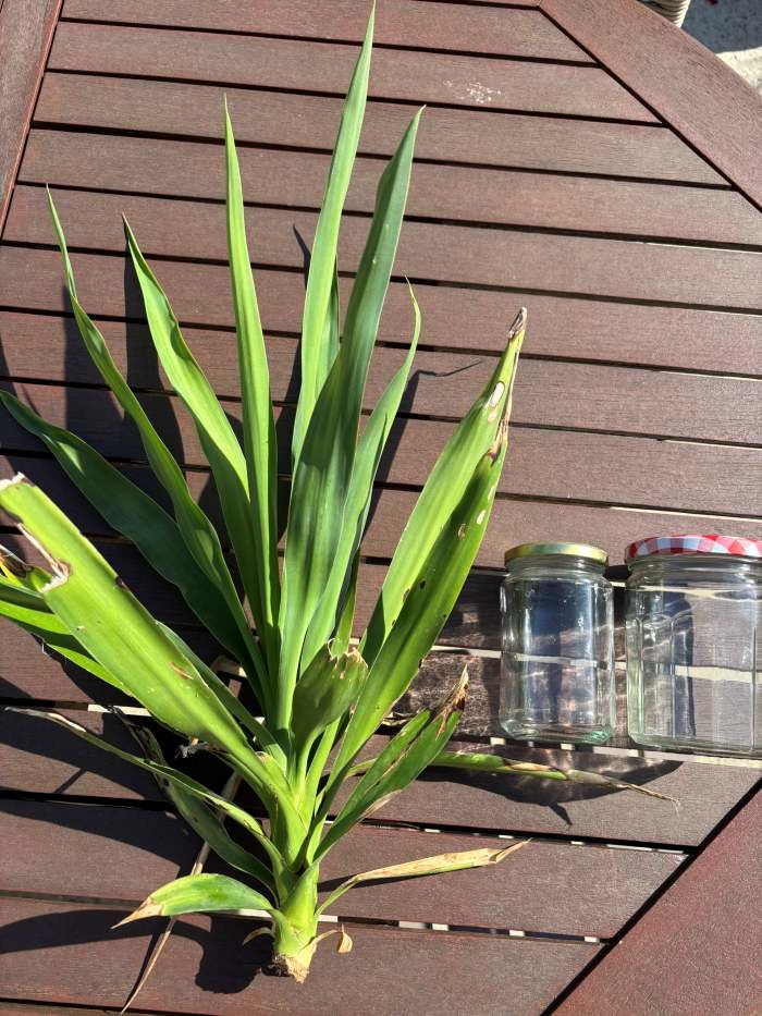 Comment bouturer un yucca dans l’eau ? 5 étapes pour réussir