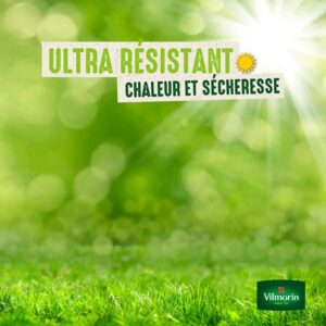 gazon résistant à la chaleur et sécheresse