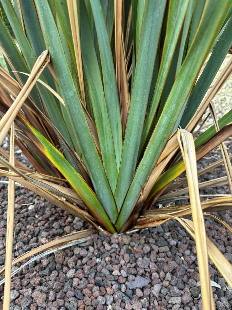 phormium 2