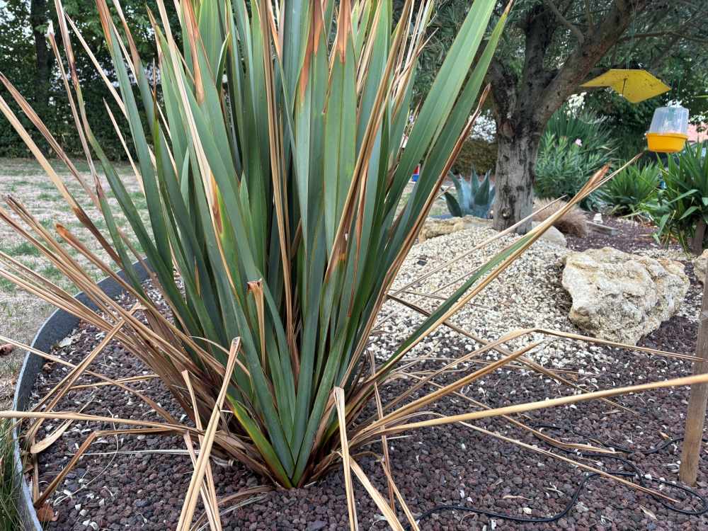 phormium 3