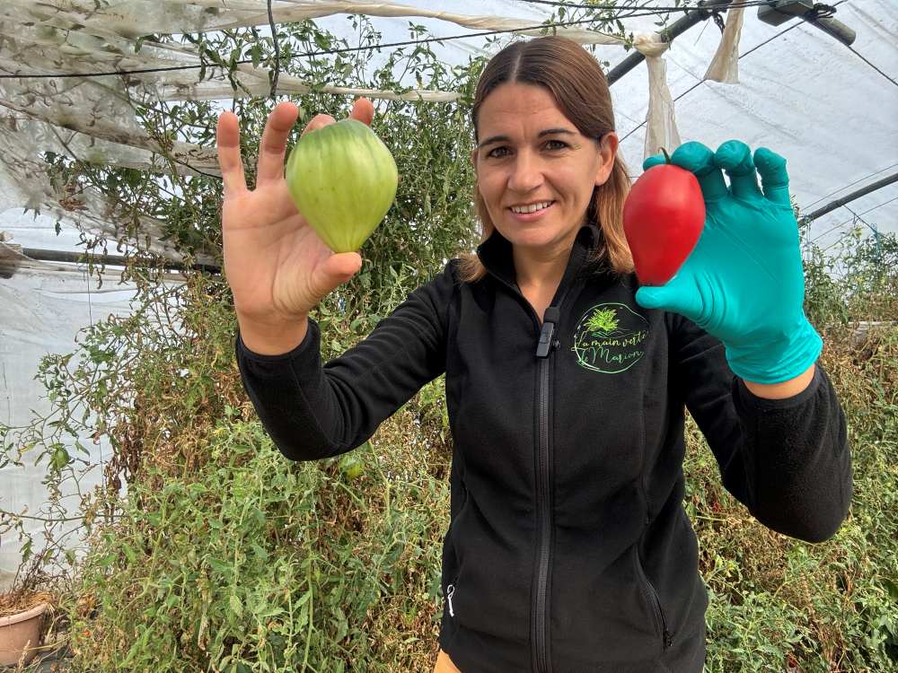 tomate verte rouge marion 1