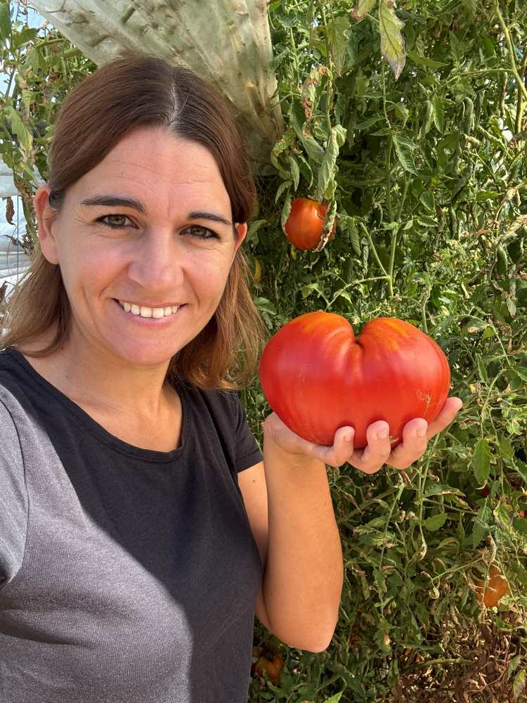 tomate verte rouge marion 2