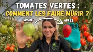 tomate verte rouge marion 3