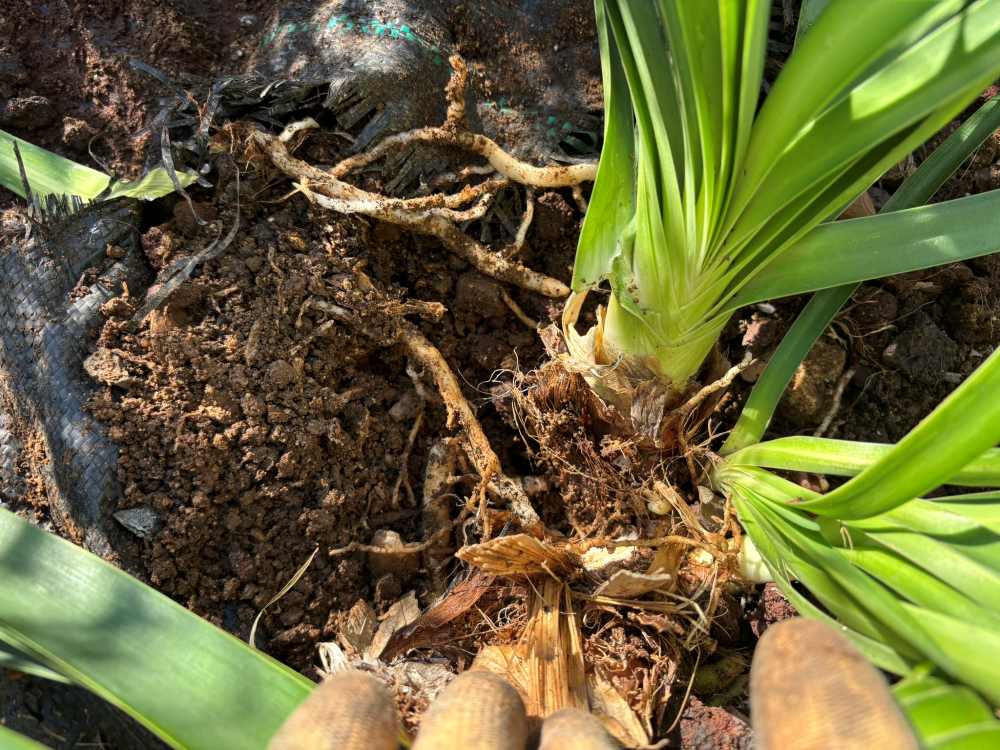Comment réussir la plantation des agapanthes en pleine terre ?