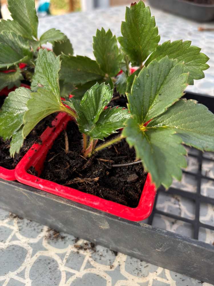 Comment multiplier des fraisiers gratuitement avec les stolons ?