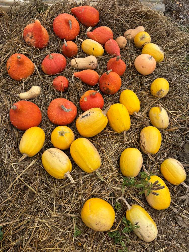 potimarron courge butternut 1