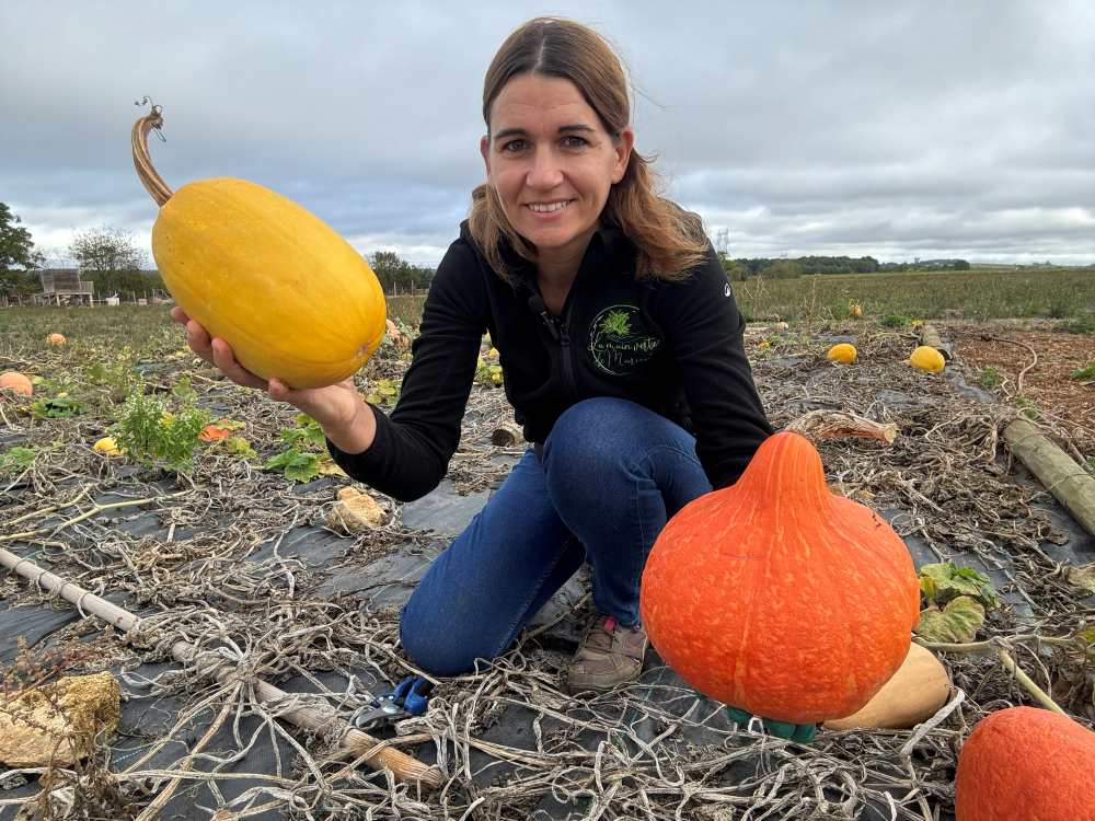 recolte courge potiron marion 1
